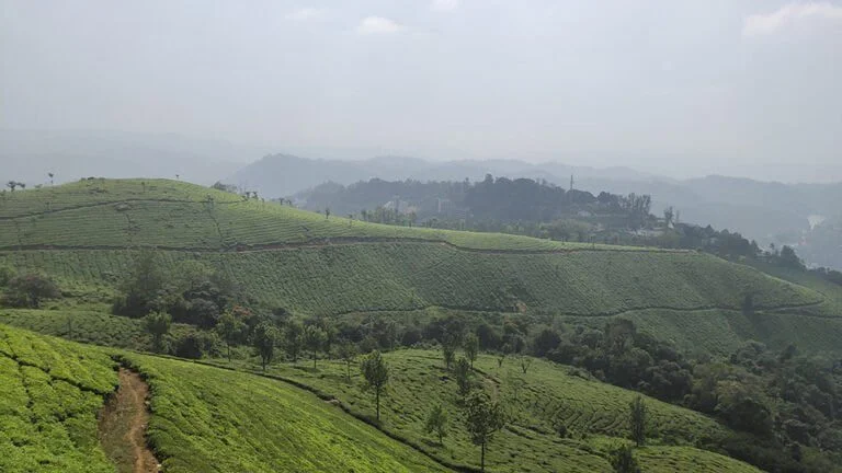Best Places in India to enjoy summer vacations 2023 1 tea estate kerala