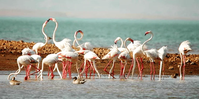 Sambhar salt lake