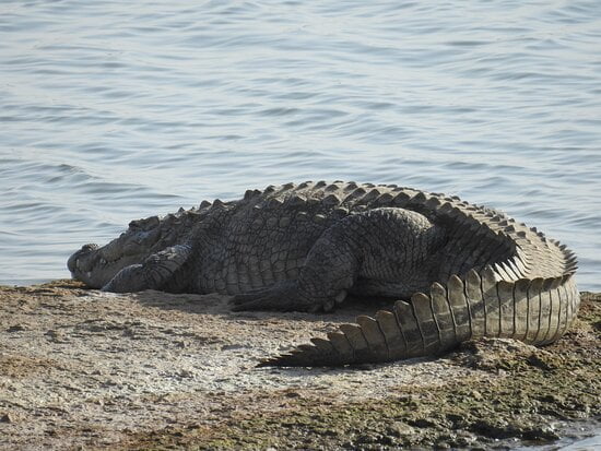 crocodile in jawai dam