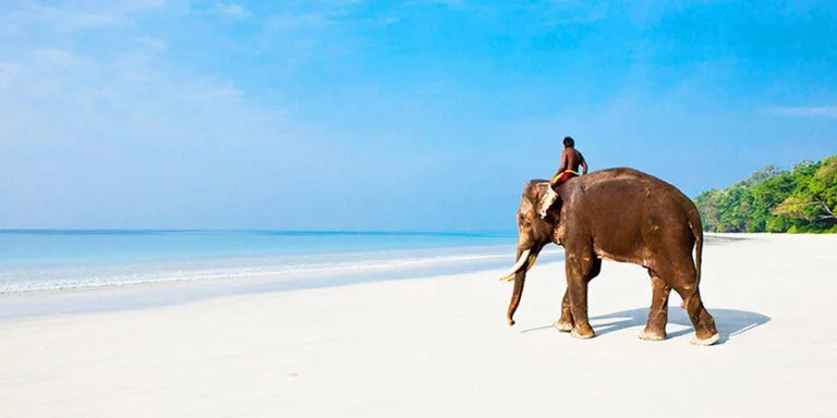 elephant beach