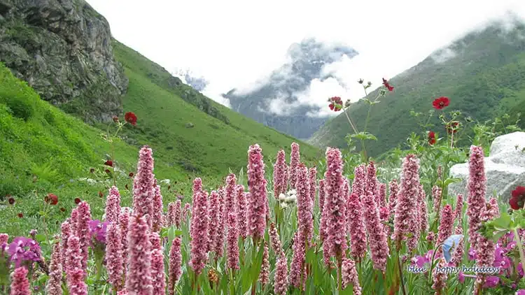 valley of flowers Uttarakhand
