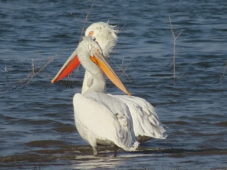 jawaibandh bird watching