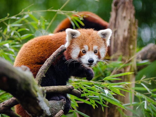 Khangchendzonga Biosphere Reserve Sikkim